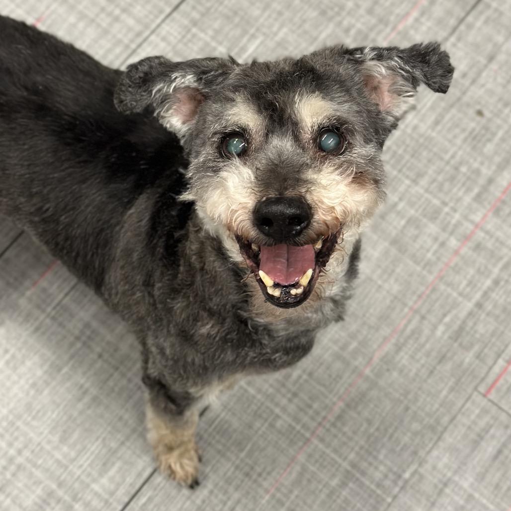 Enlarge Walter, a Adoptable Mixed Breed in Hinsdale, IL image 1/1