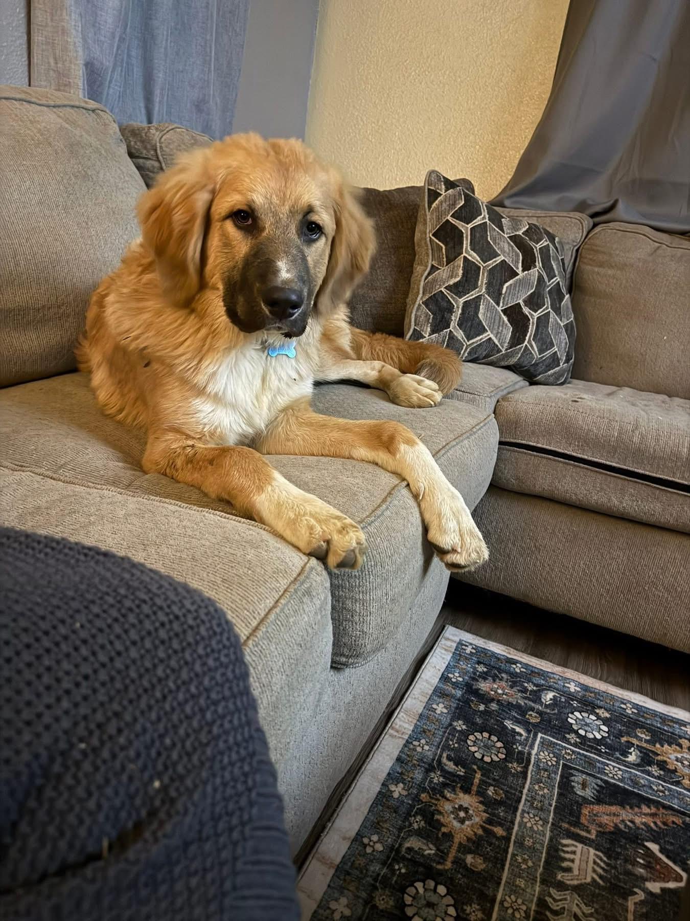 Maxx, Young Male Anatolian Shepherd