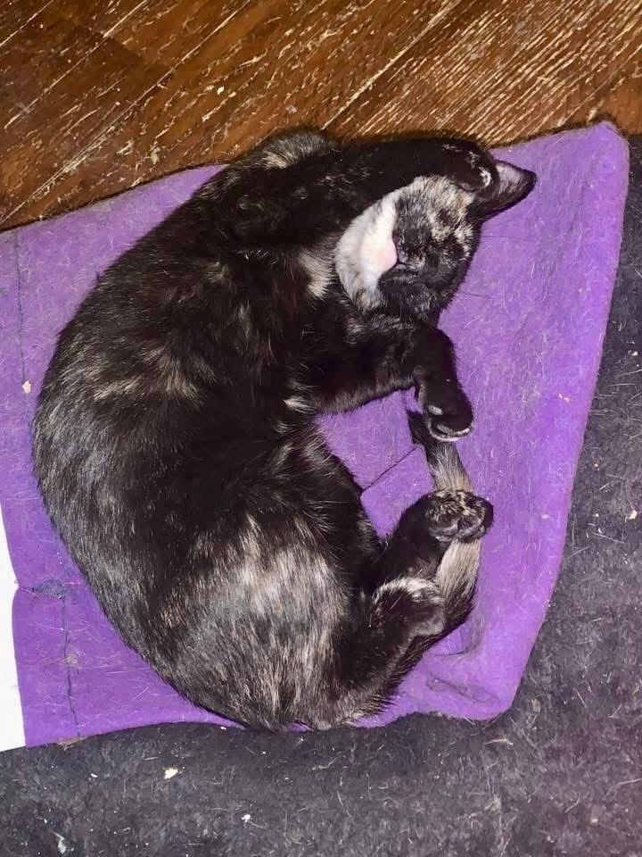 Enlarge Demona SB, a Adoptable Domestic Short Hair in Greenville, SC image 1/1