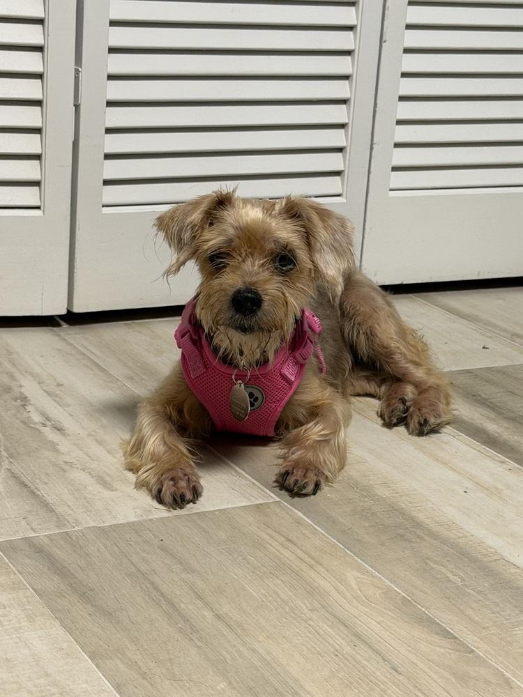 Bella, Adoptable, Senior Female Mixed Breed.
