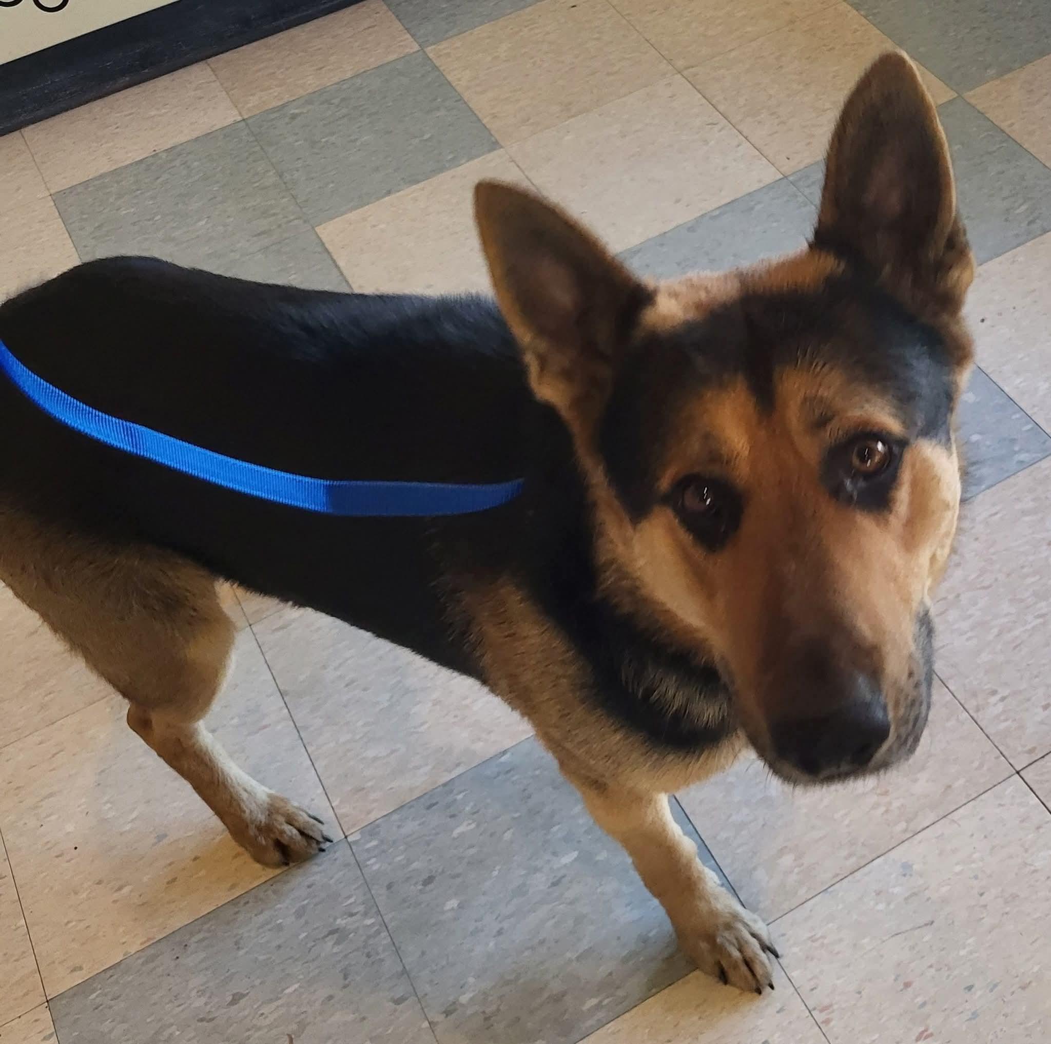 Pacer, ADOPTABLE, Adult Male German Shepherd Dog.