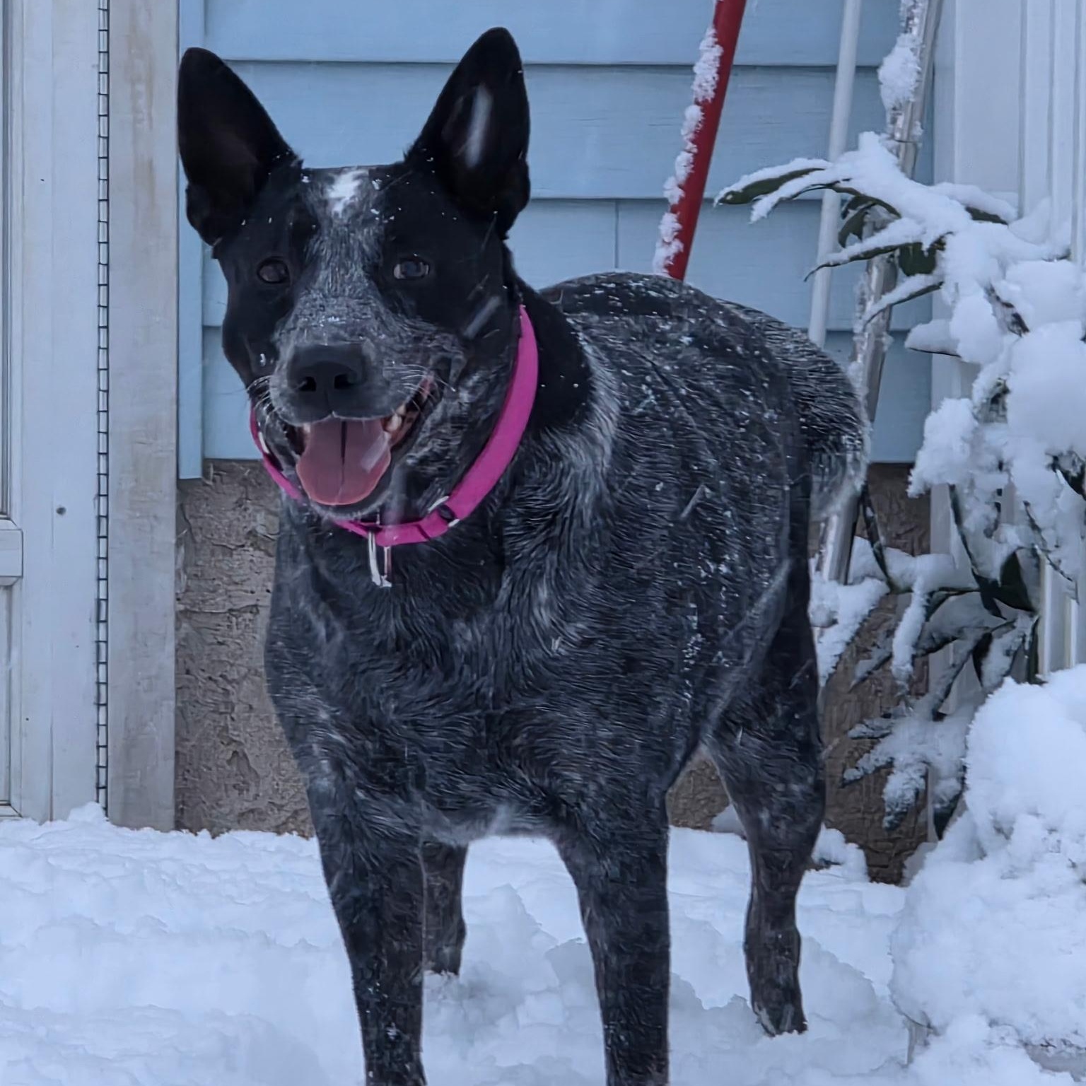 Lucy, Adoptable, Adult Female Cattle Dog & Labrador Retriever.