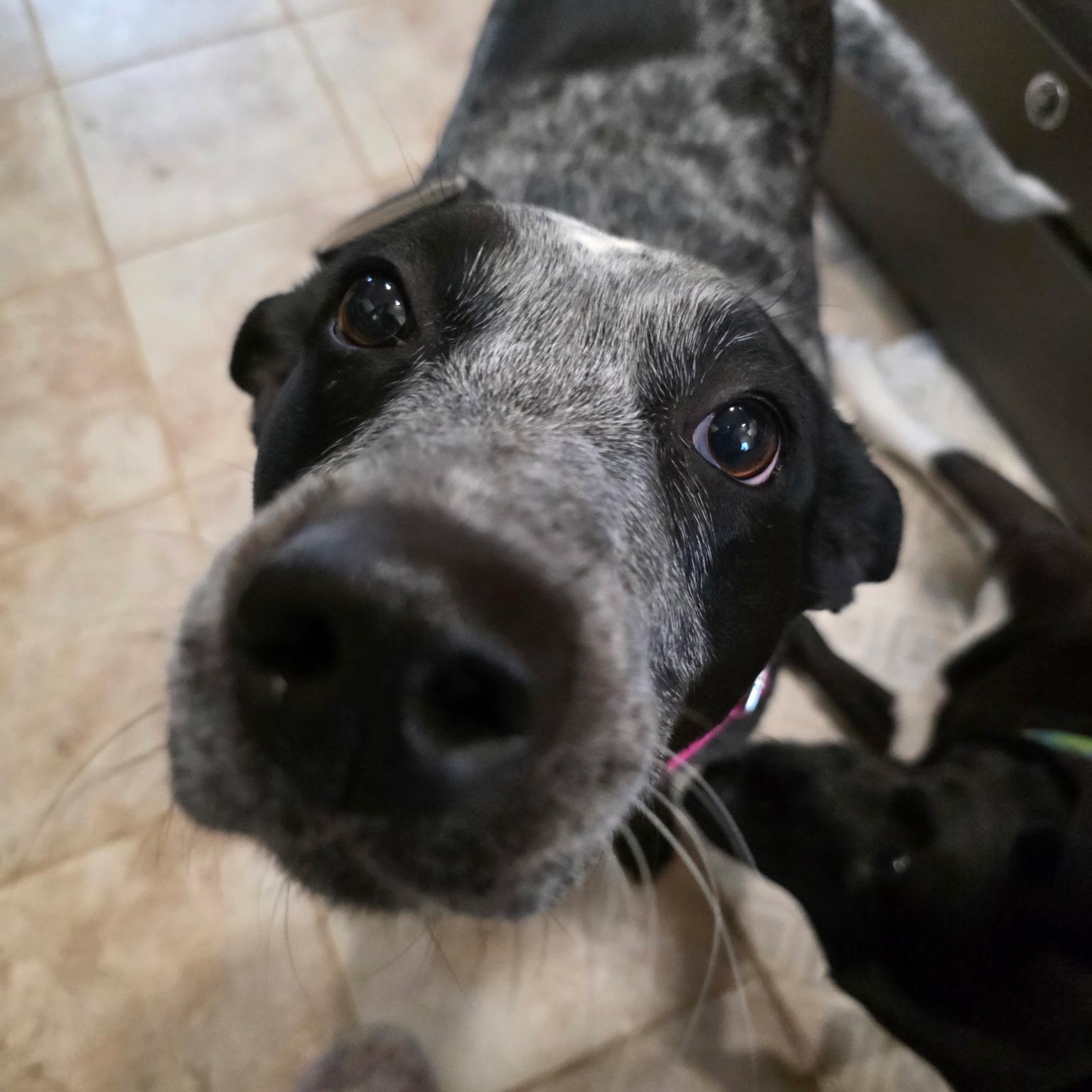 Enlarge Lucy, a Adoptable mixed breed in Chatham, NJ image 2/5