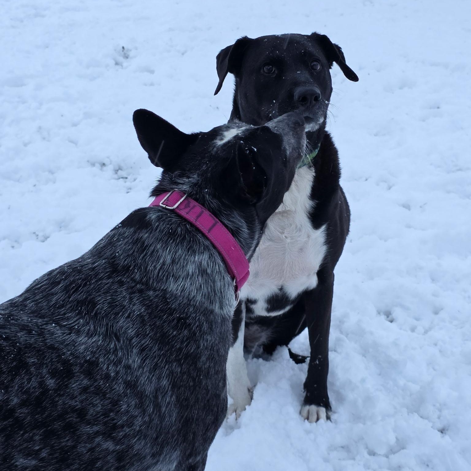 Enlarge Lucy, a Adoptable mixed breed in Chatham, NJ image 4/5