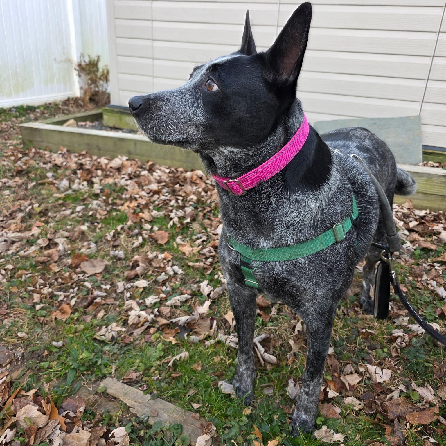 Enlarge Lucy, a Adoptable mixed breed in Chatham, NJ image 5/5