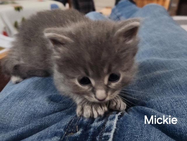 Mickie Meowsie (Available est. 6/5/26), Adoptable, Young Male Domestic Short Hair.