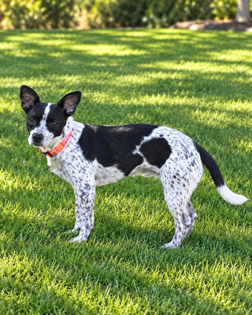 Enlarge Boomerang, a Adoptable mixed breed in Reno, NV image 3/3