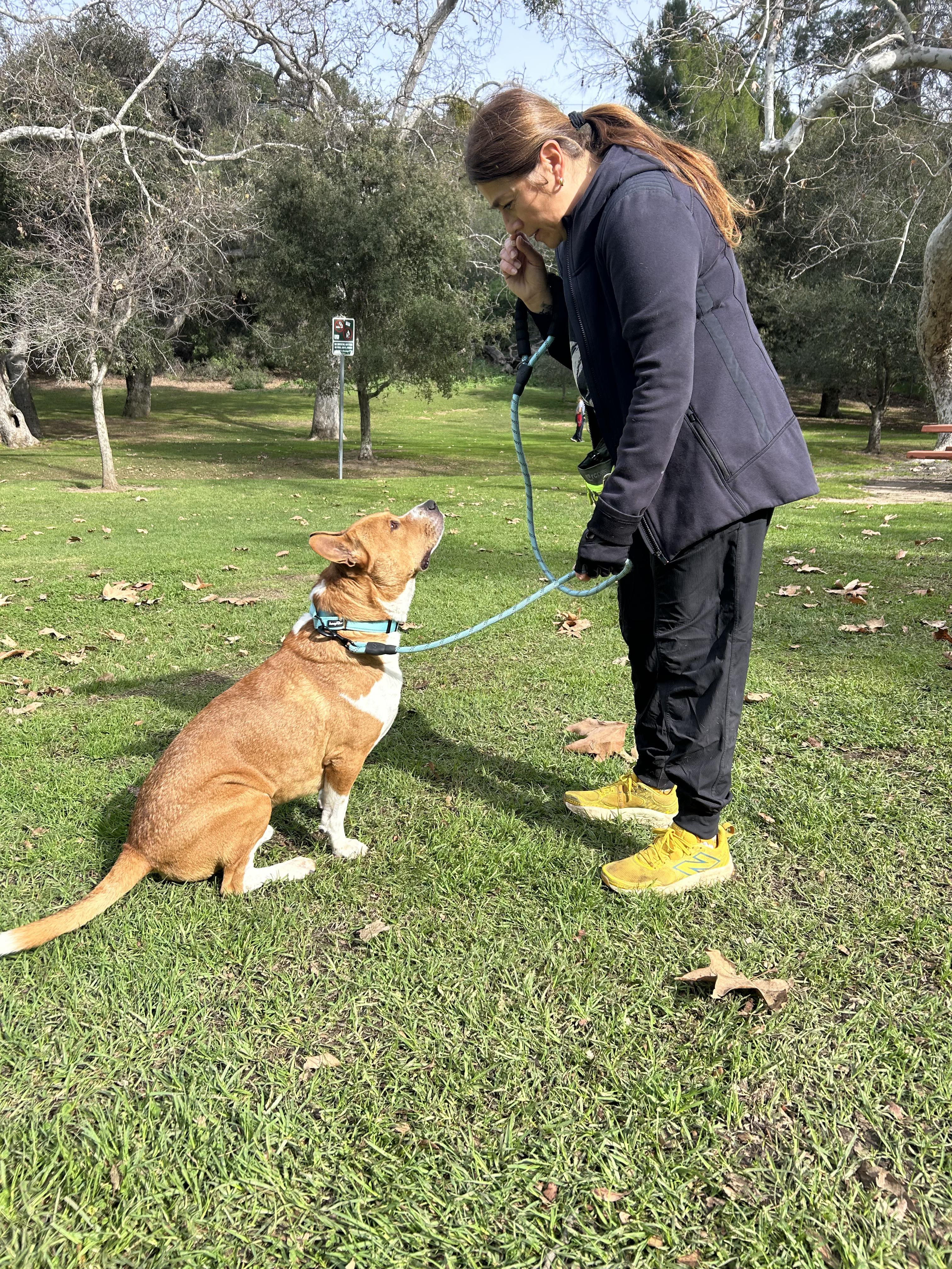 Jackson, a ADOPTABLE mixed breed in Burbank, CA image 3/5