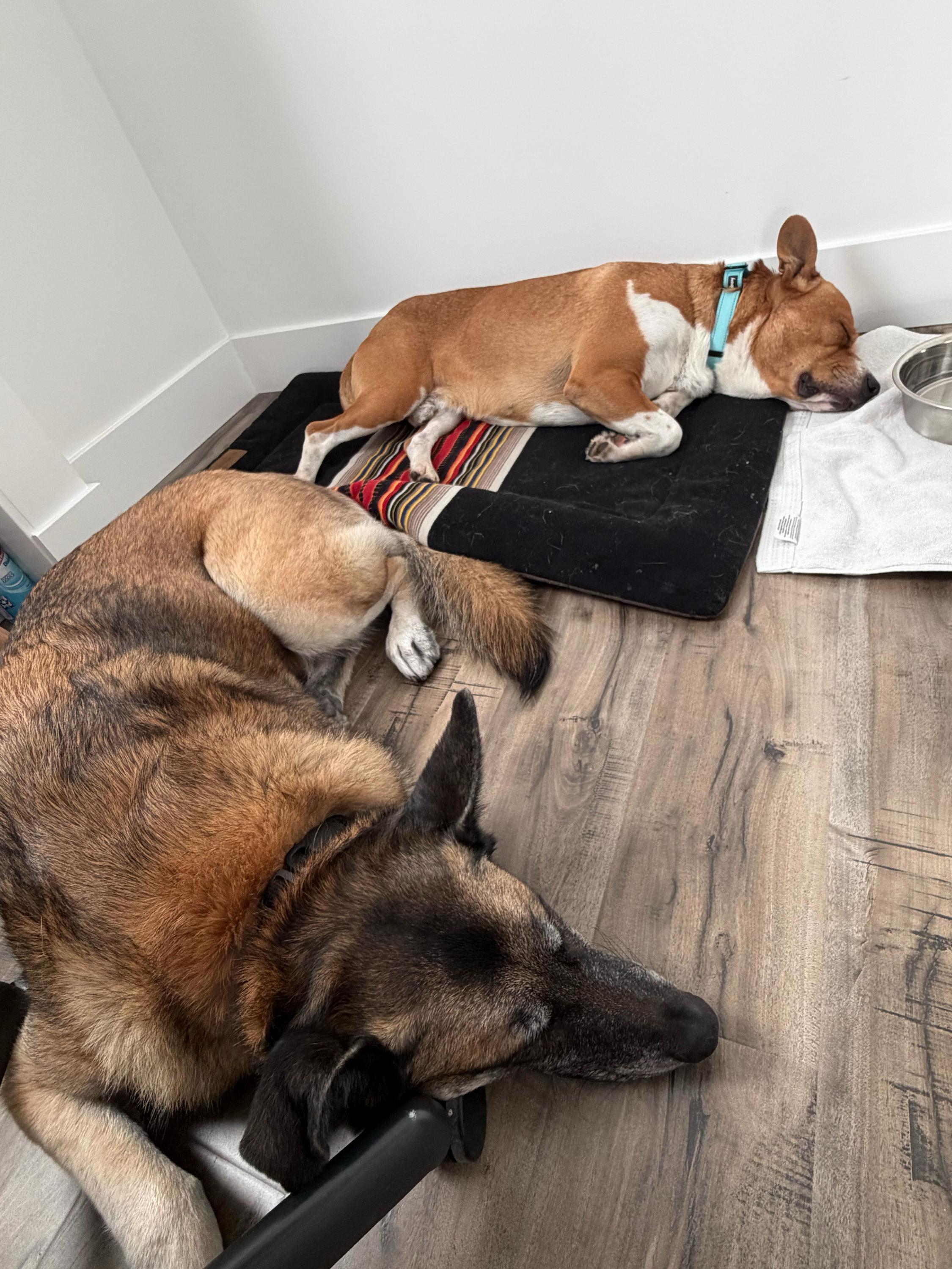 Jackson, a ADOPTABLE mixed breed in Burbank, CA image 5/5