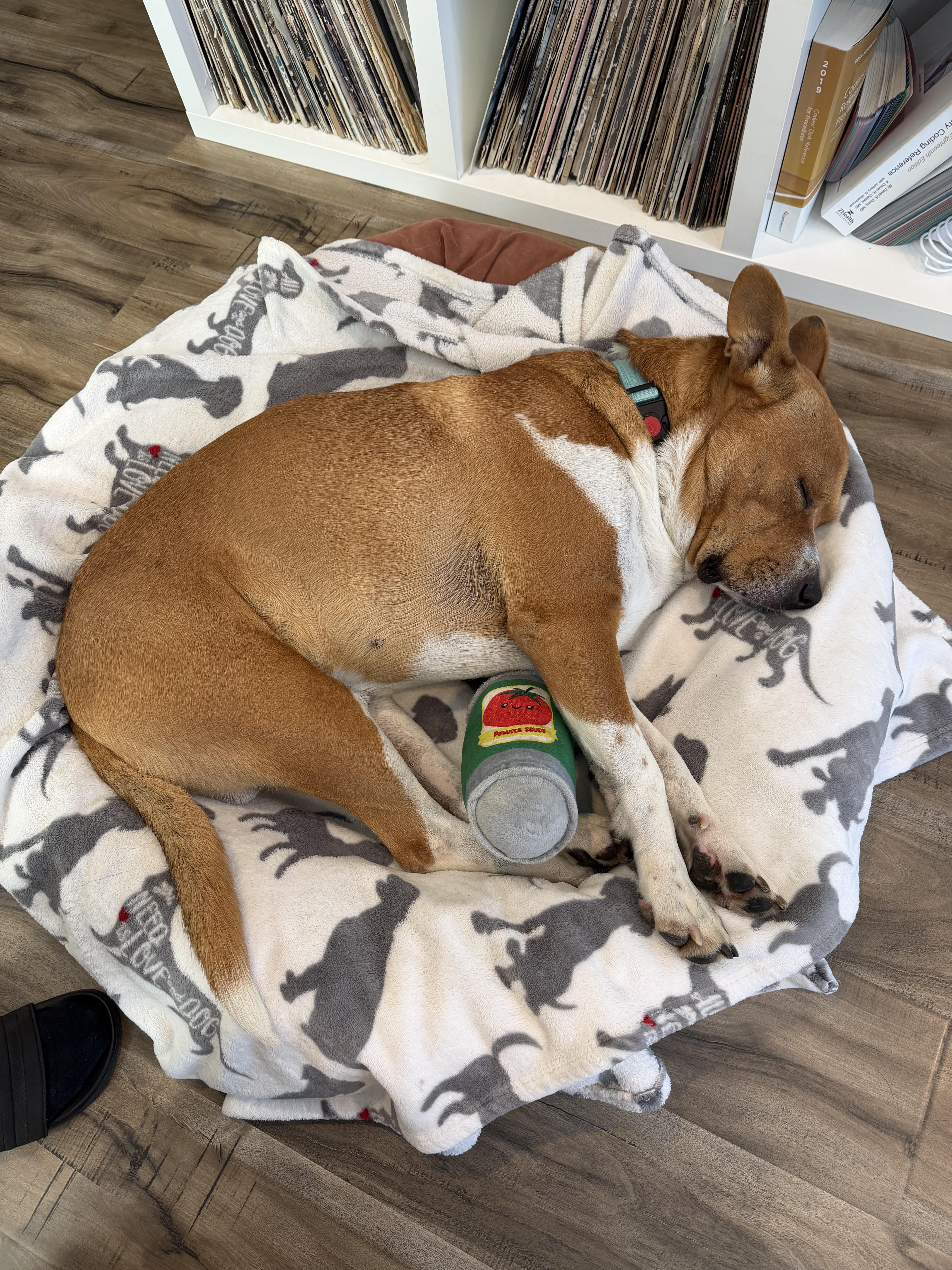 Jackson, a ADOPTABLE mixed breed in Burbank, CA image 4/5