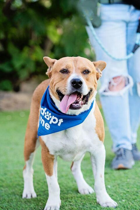 Jackson, a ADOPTABLE mixed breed in Burbank, CA image 1/5