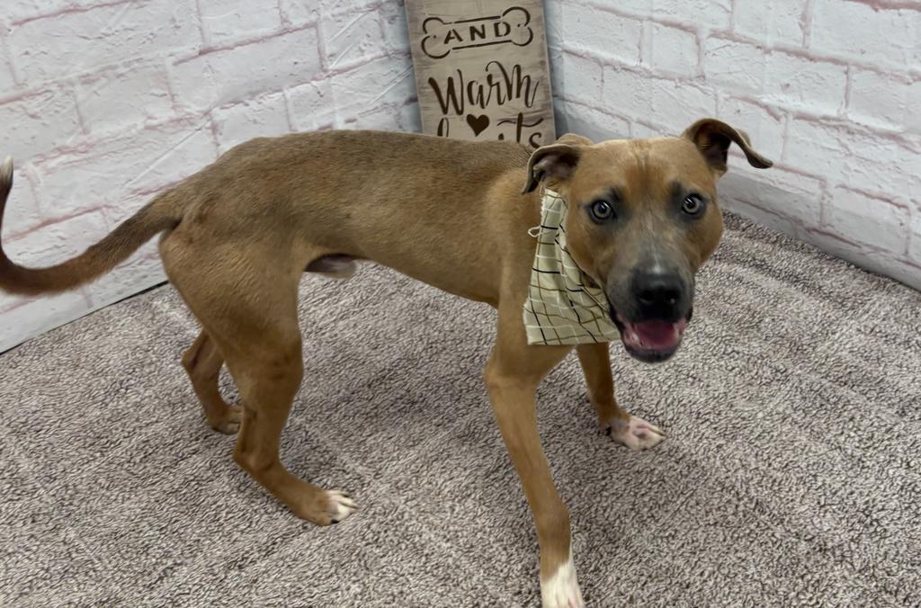 Hank Ballard, Adoptable, Puppy Male Mixed Breed.
