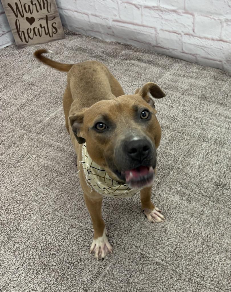 Enlarge Hank Ballard, a Adoptable Mixed Breed in Detroit, MI image 2/6