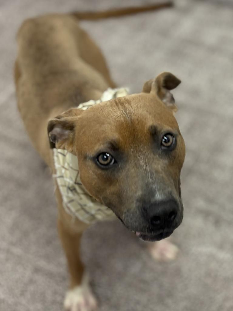 Enlarge Hank Ballard, a Adoptable Mixed Breed in Detroit, MI image 3/6
