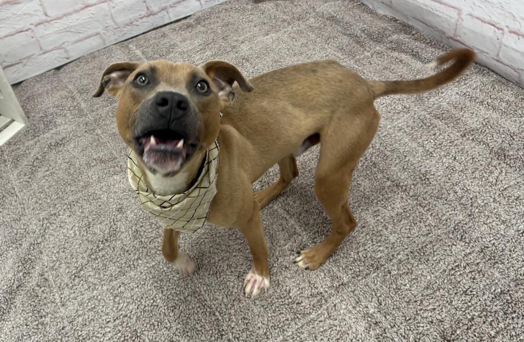 Enlarge Hank Ballard, a Adoptable Mixed Breed in Detroit, MI image 4/6