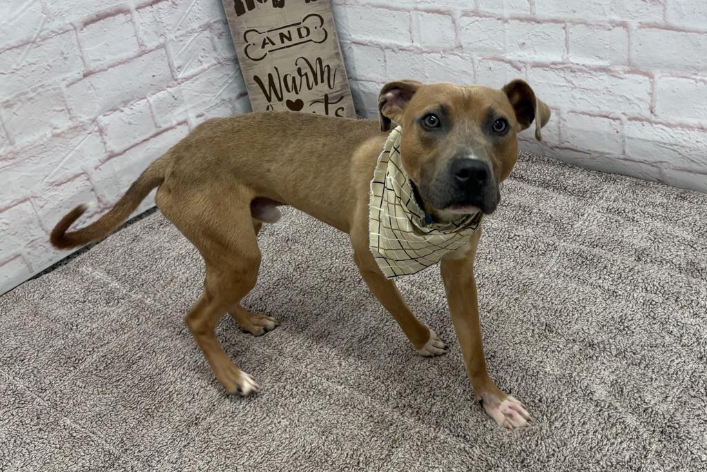 Enlarge Hank Ballard, a Adoptable Mixed Breed in Detroit, MI image 5/6
