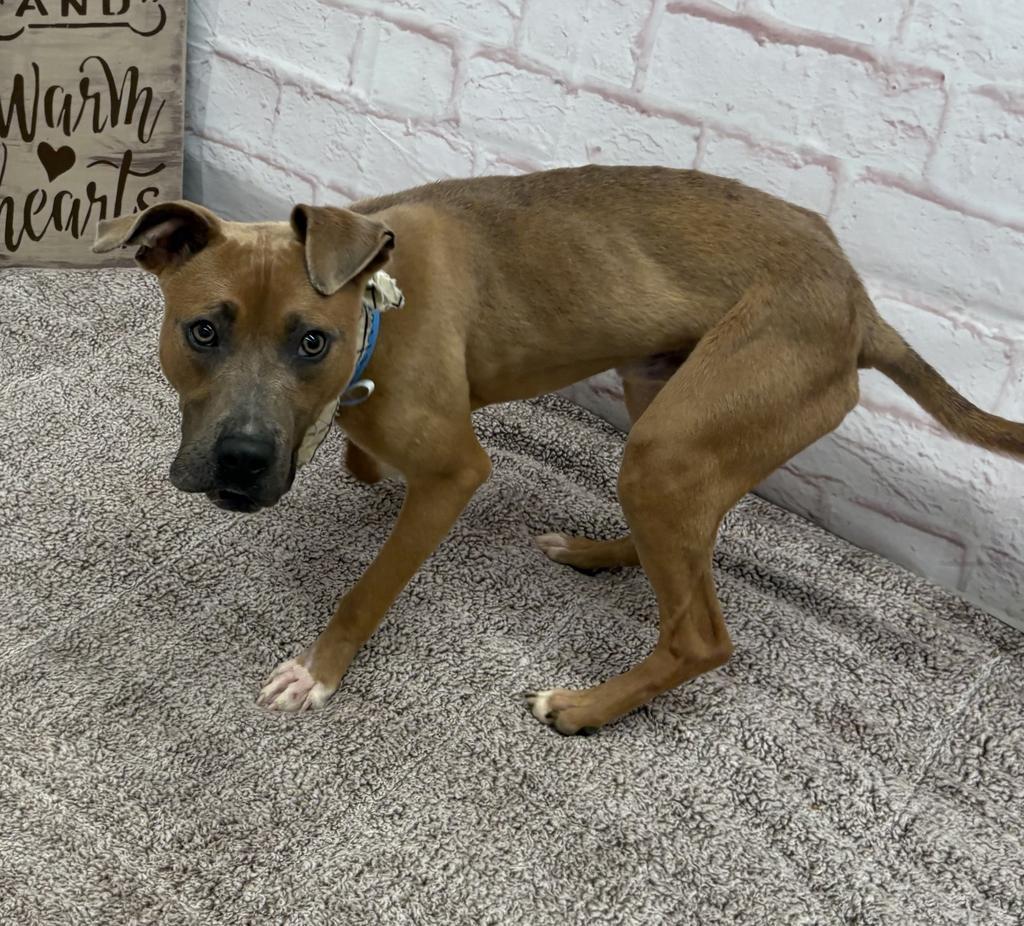 Enlarge Hank Ballard, a Adoptable Mixed Breed in Detroit, MI image 6/6