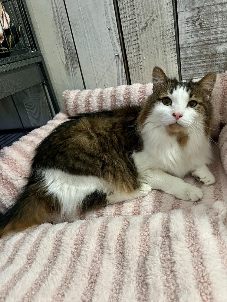 Freddie, Adoptable, Adult Male Domestic Long Hair.