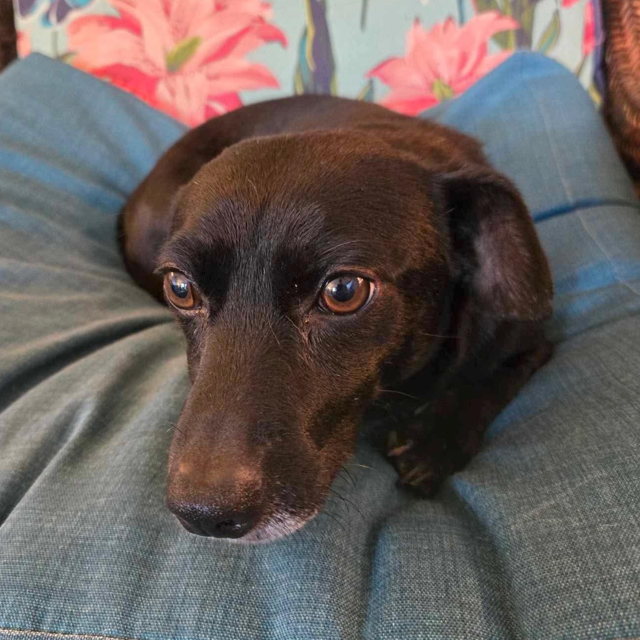 Dash photo 4