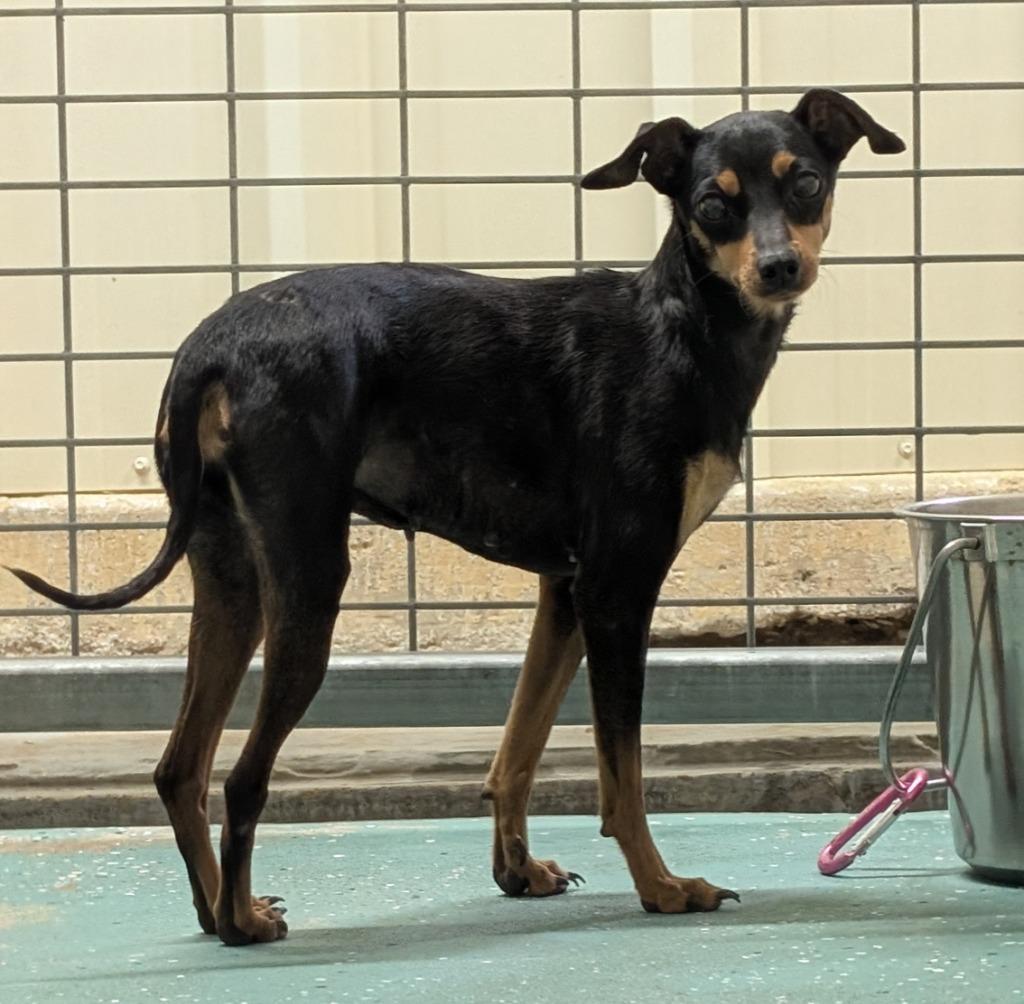 Sandy, Adoptable, Adult Female Miniature Pinscher.