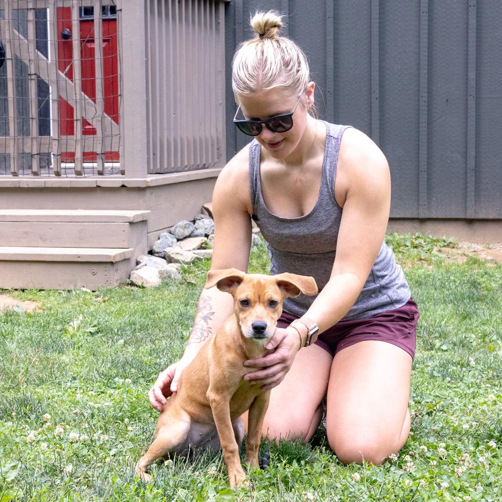 Abby (Female), a Adoptable mixed breed in West Grove, PA image 6/6