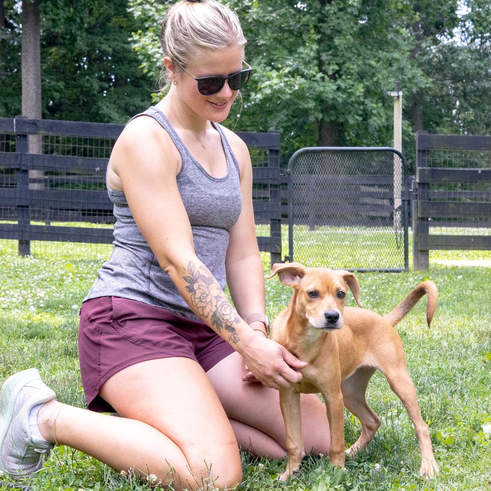 Abby (Female), a Adoptable mixed breed in West Grove, PA image 3/6