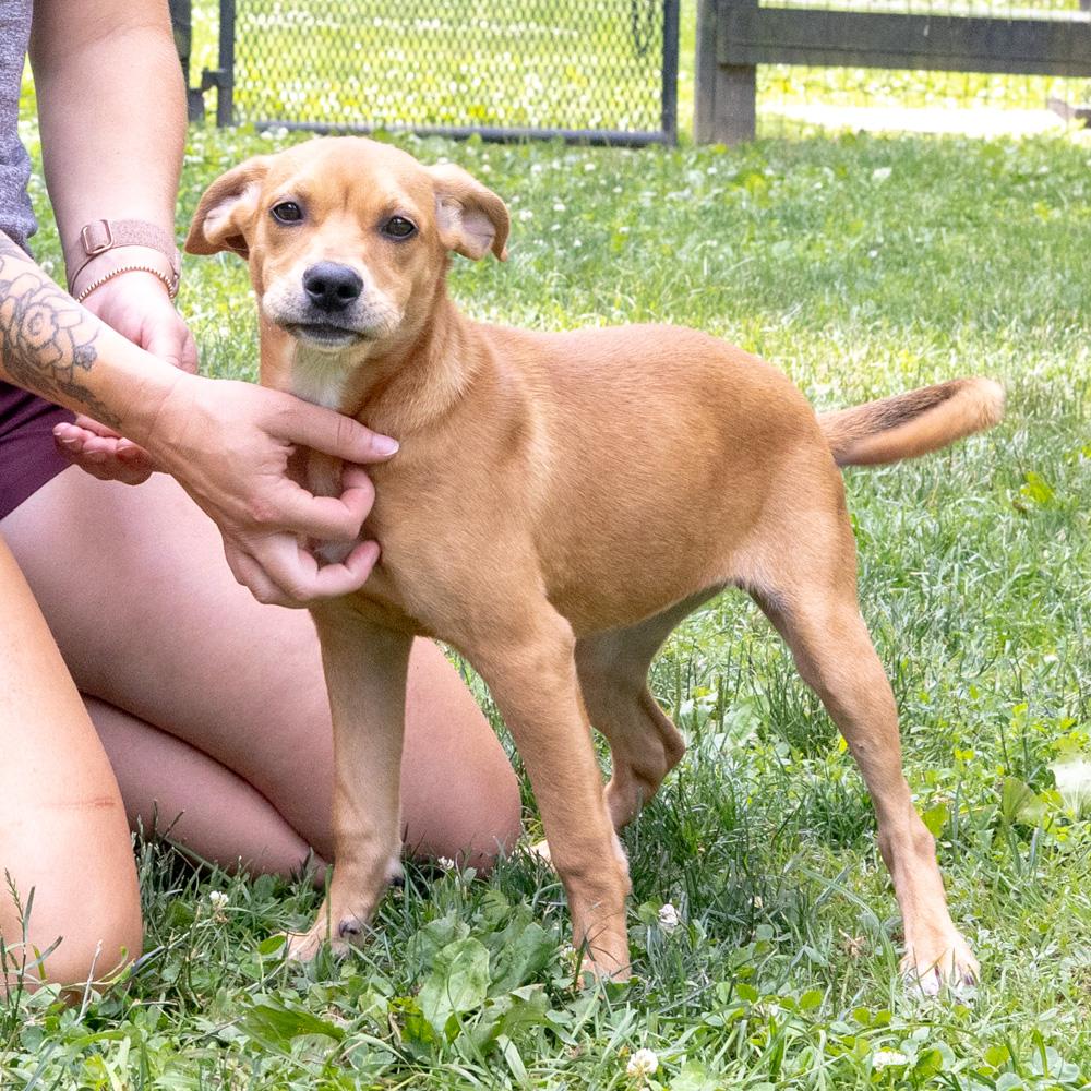 Abby (Female), a Adoptable mixed breed in West Grove, PA image 2/6