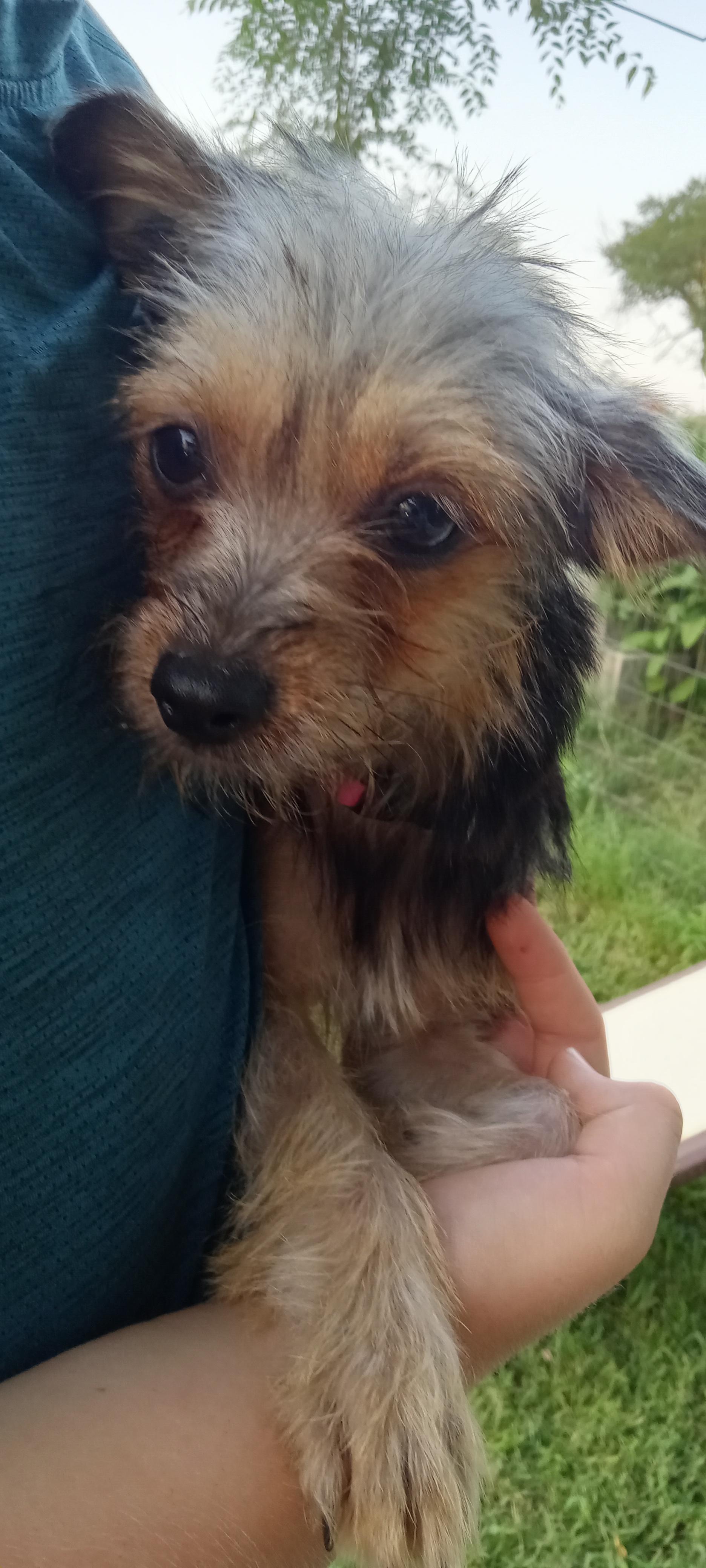 Abby, Adopted, Young Female Miniature Schnauzer & Yorkshire Terrier.