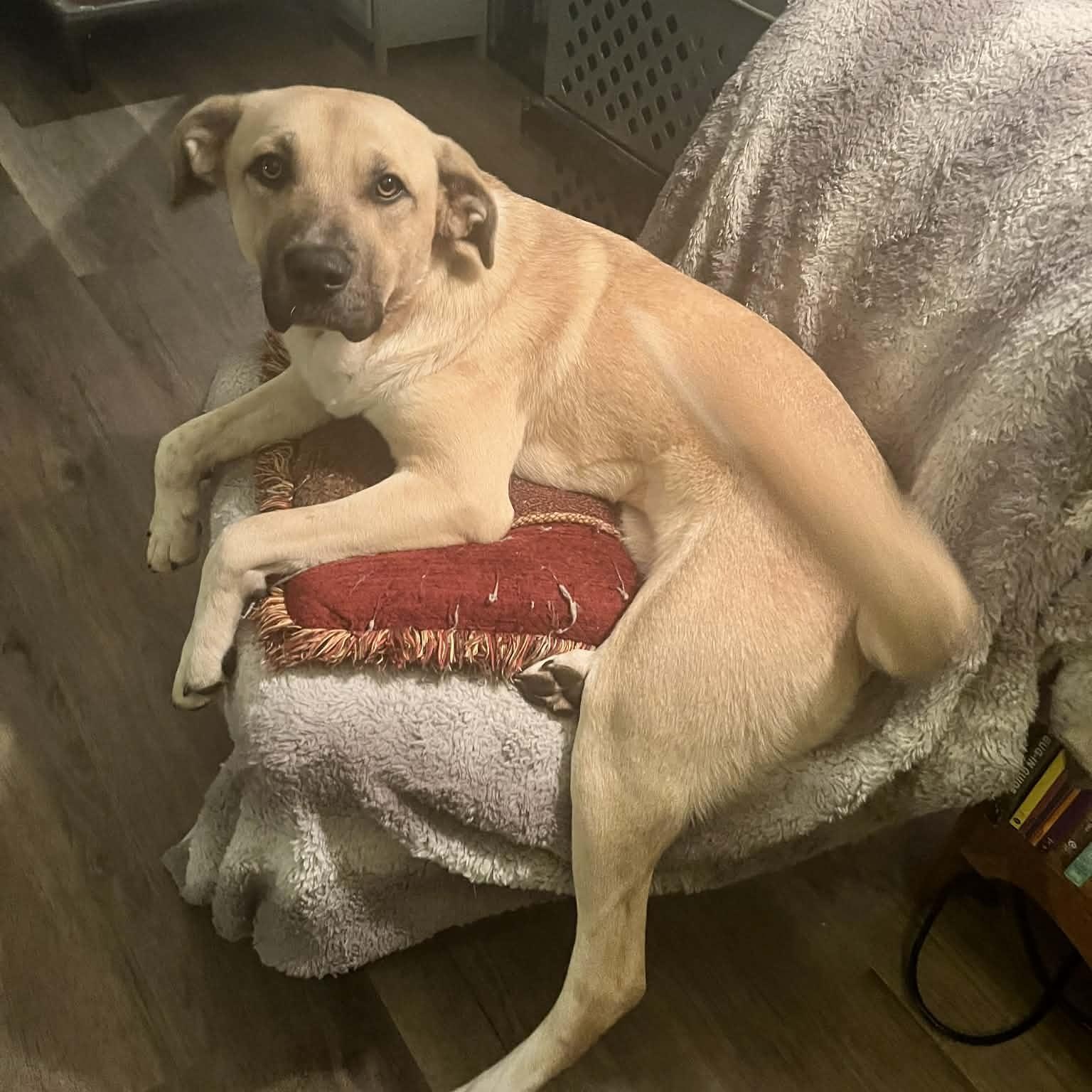 Enlarge Millie Mae, an adopted mixed breed in East Peoria, IL image 3/4