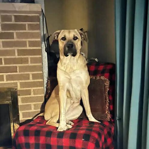 Enlarge Millie Mae, an adopted mixed breed in East Peoria, IL image 2/4