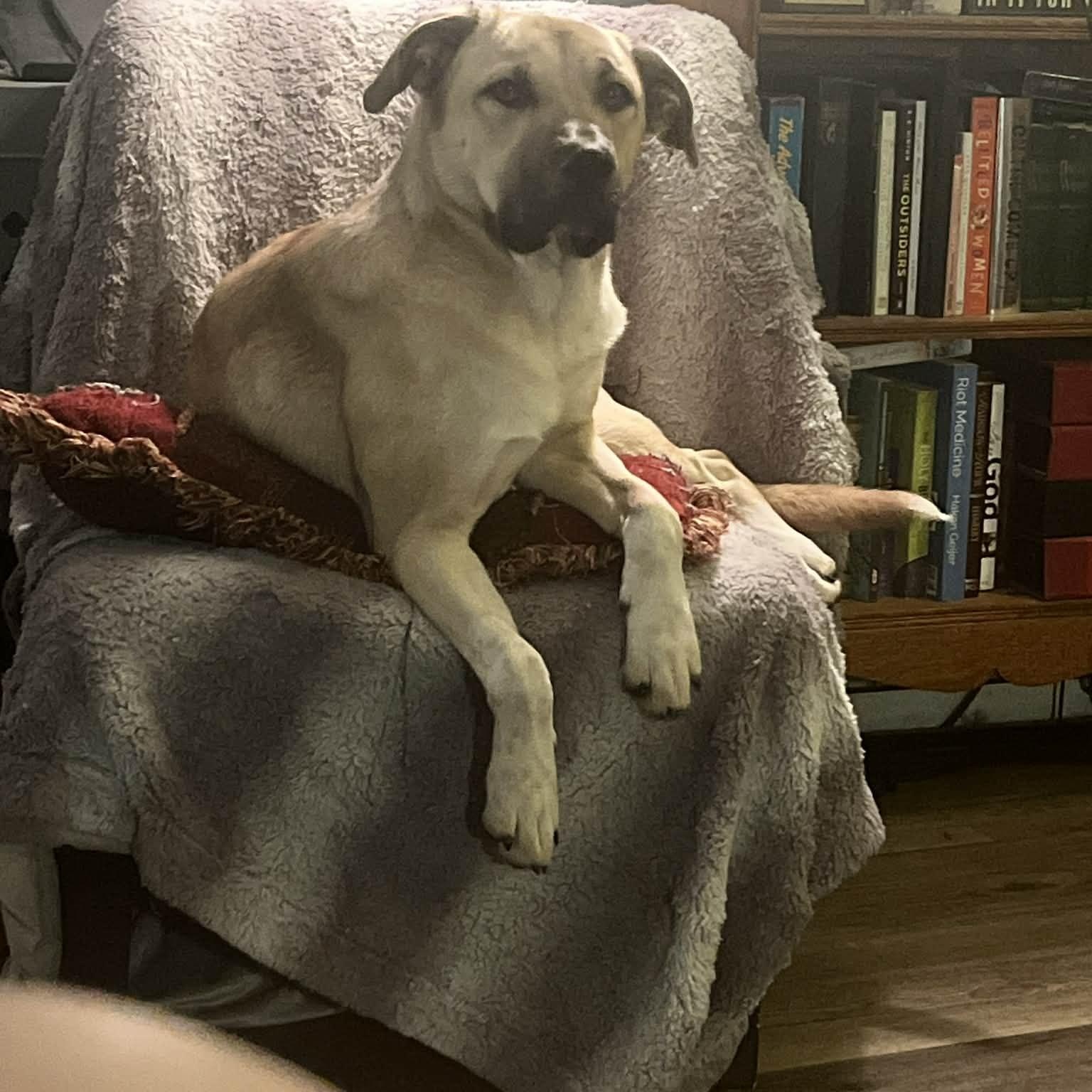 Enlarge Millie Mae, an adopted mixed breed in East Peoria, IL image 1/4