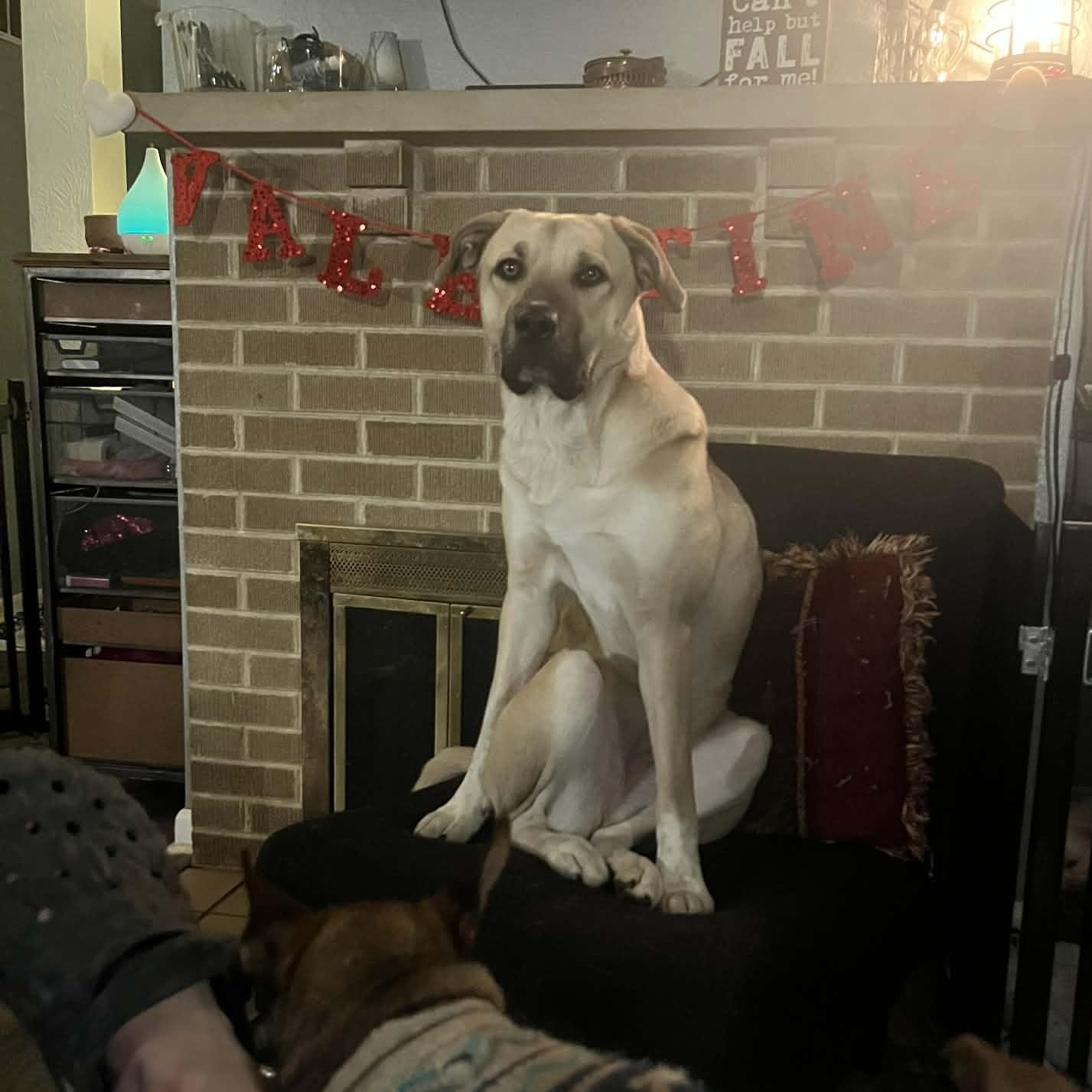 Enlarge Millie Mae, an adopted mixed breed in East Peoria, IL image 4/4