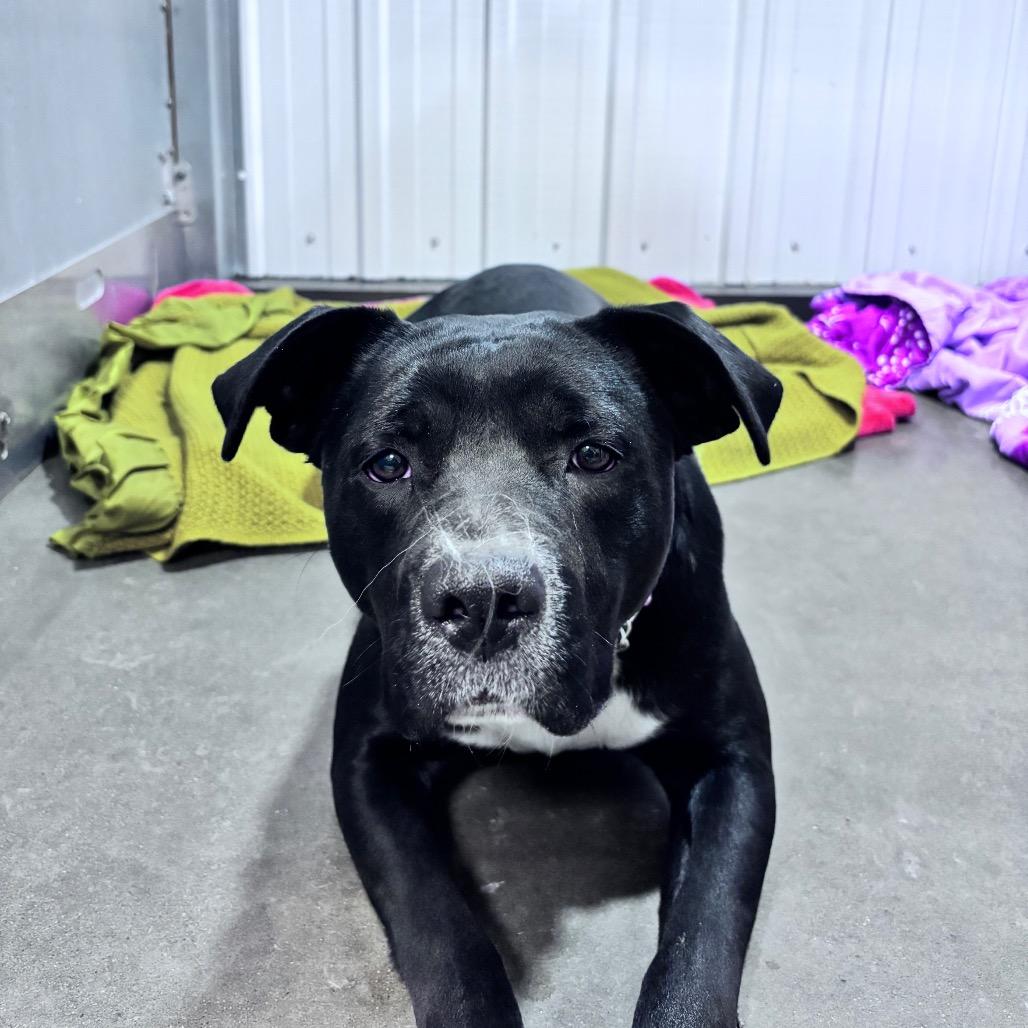 Momma Bobbie, a Adoptable Mixed Breed in Bismarck, ND image 1/2