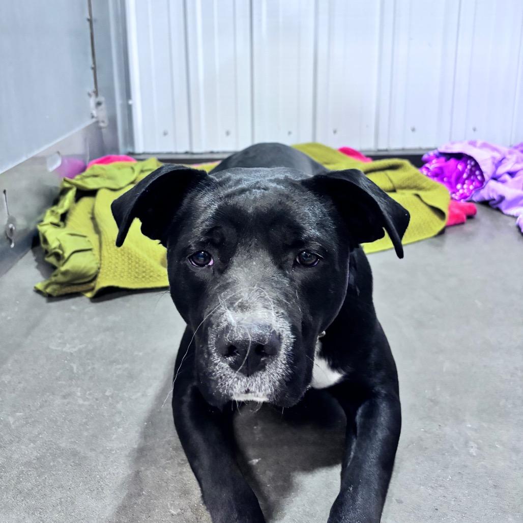 Momma Bobbie, a Adoptable Mixed Breed in Bismarck, ND image 2/2