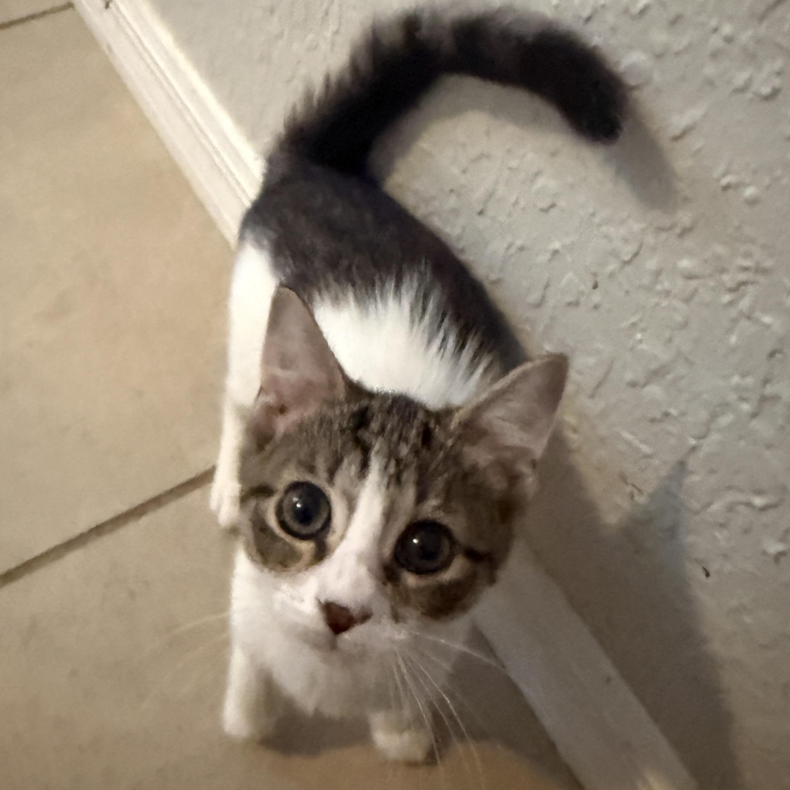 Enlarge Siren, a Adoptable Domestic Short Hair in New Smyrna Beach, FL image 3/4