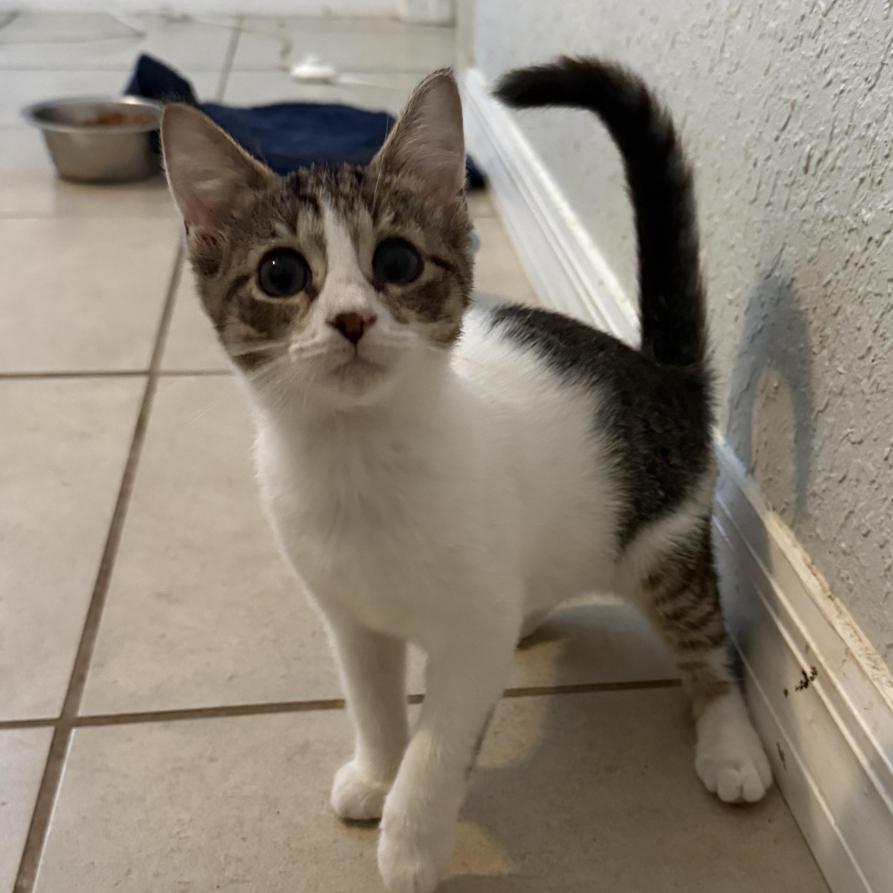 Enlarge Siren, a Adoptable Domestic Short Hair in New Smyrna Beach, FL image 1/4