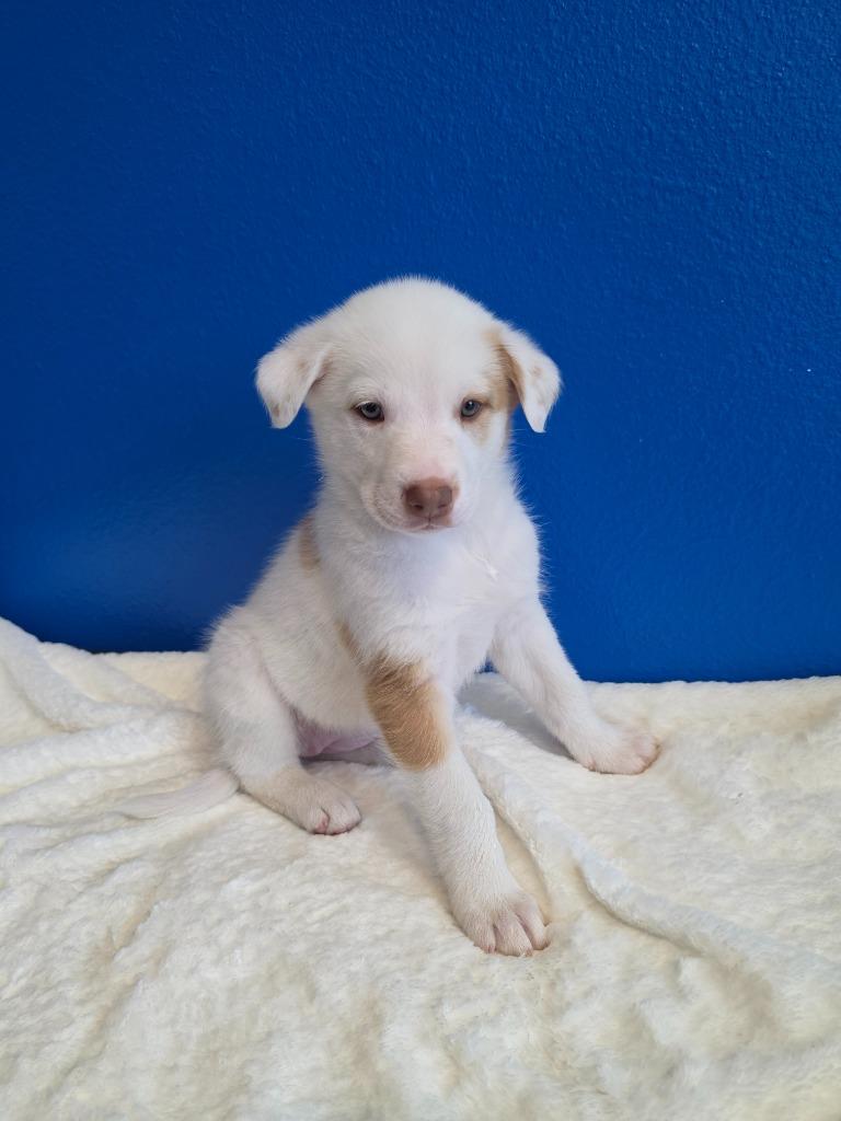 Enlarge Myrtle, an adopted mixed breed in Tyler, TX image 5/5