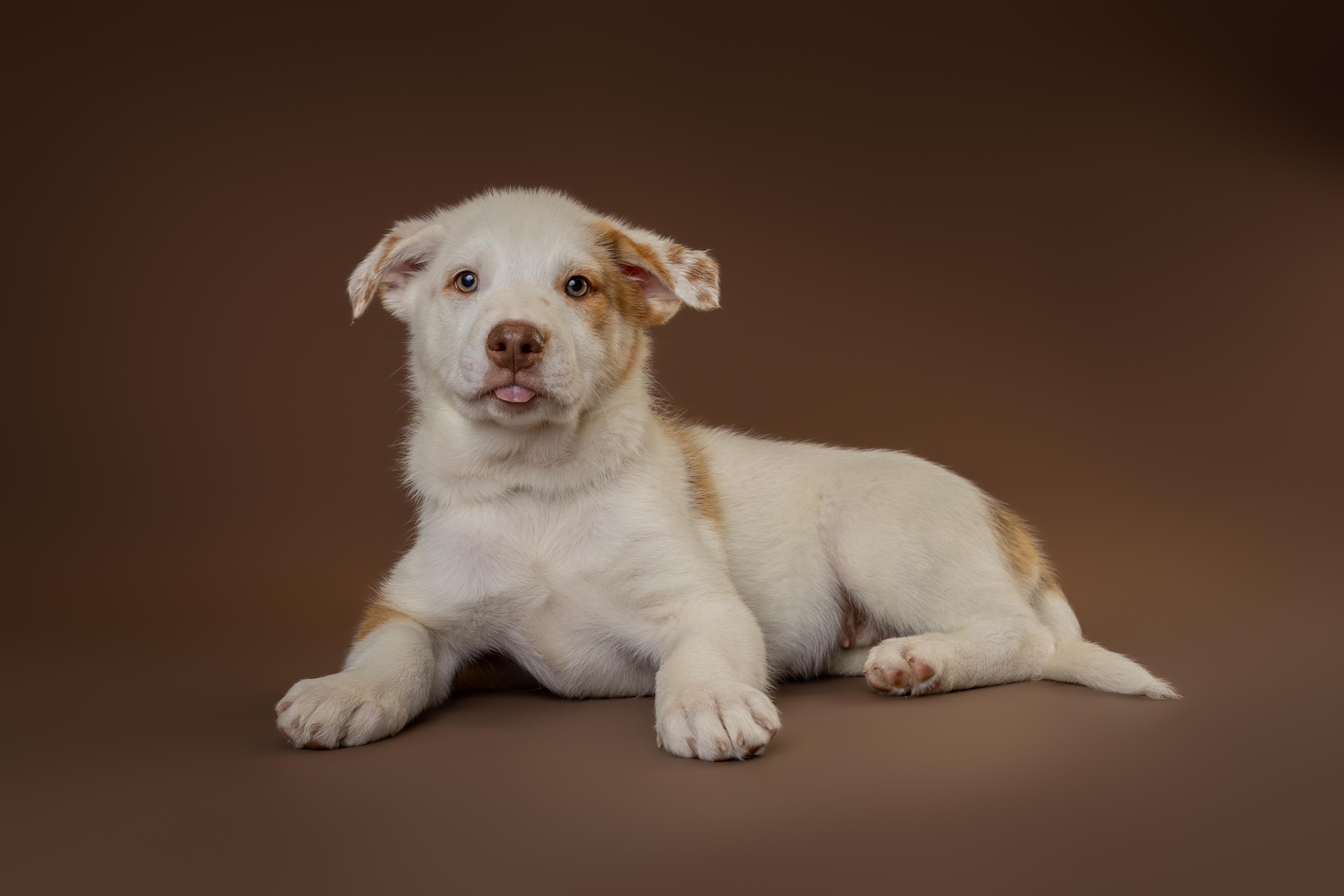 Myrtle, adopted, Young Female Australian Shepherd & Great Pyrenees.
