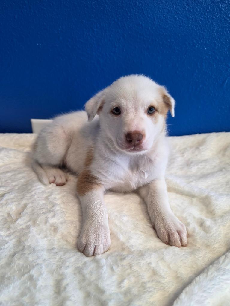 Enlarge Myrtle, an adopted mixed breed in Tyler, TX image 4/5