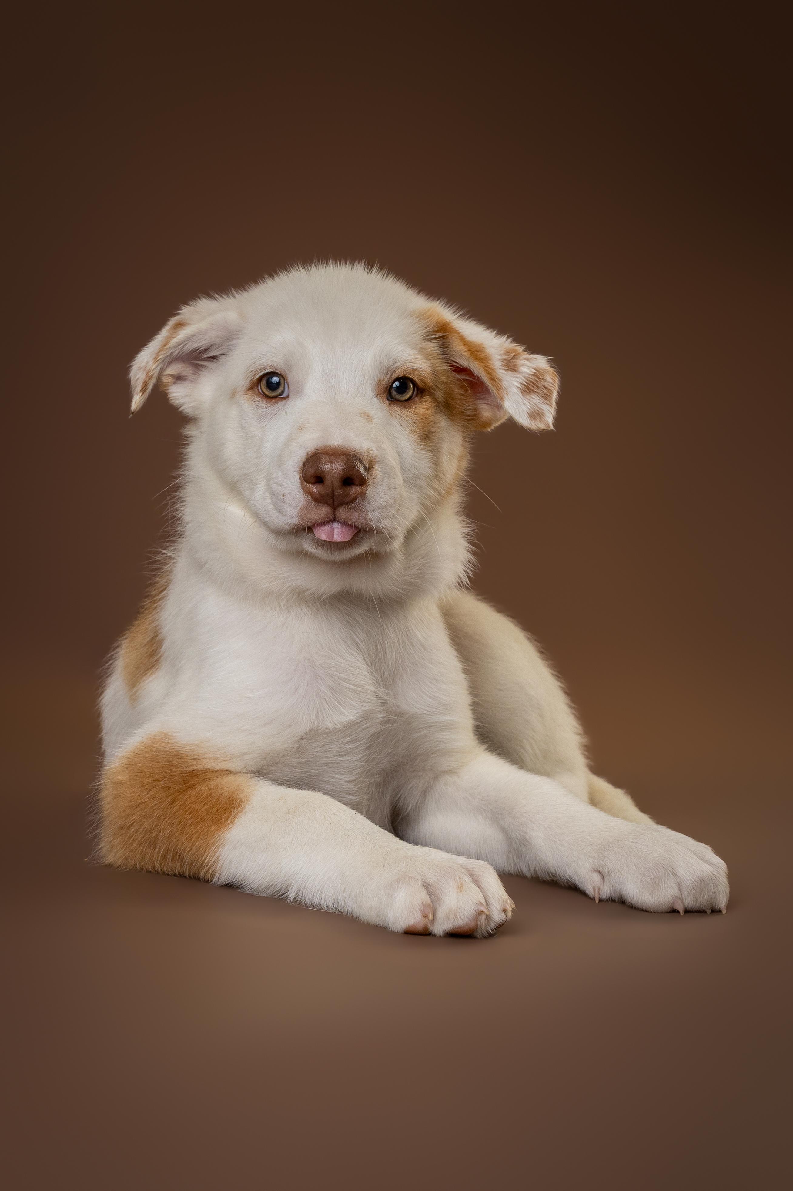 Enlarge Myrtle, an adopted mixed breed in Tyler, TX image 2/5