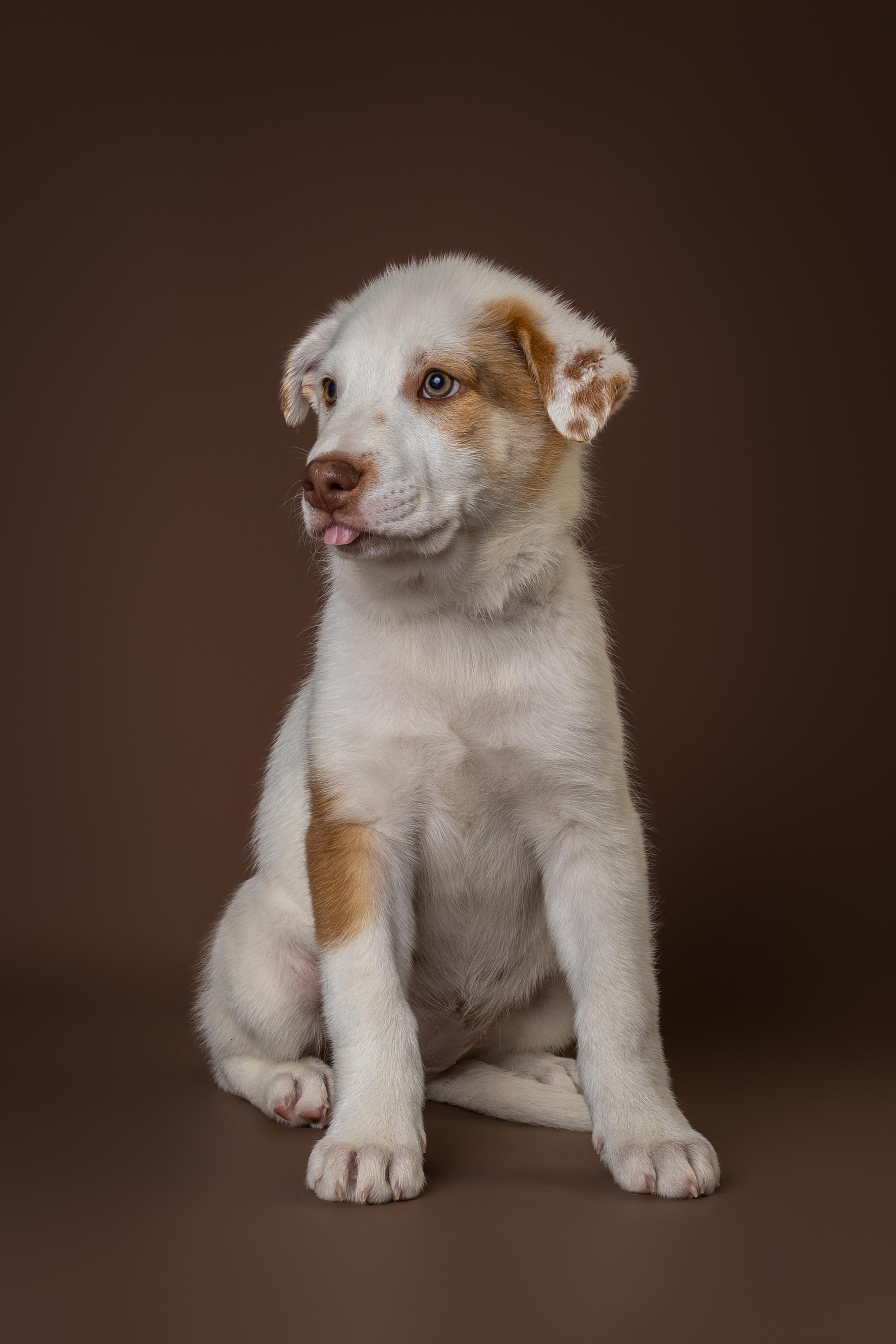Enlarge Myrtle, an adopted mixed breed in Tyler, TX image 3/5