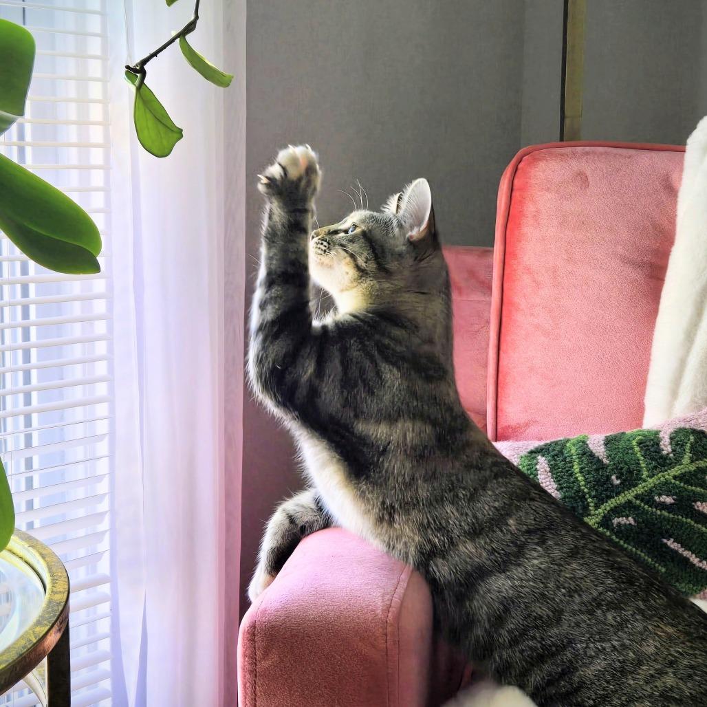 Pixie, Adoptable, Young Female Domestic Short Hair.