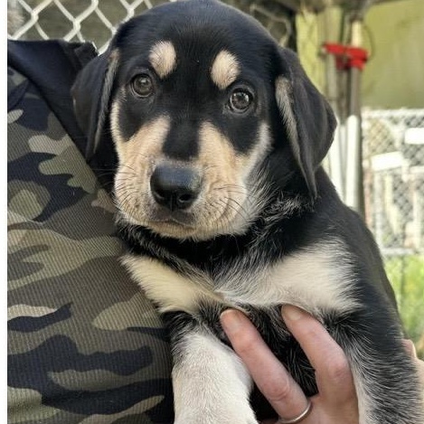 Enlarge Jerry, a ADOPTABLE mixed breed in Santa Rosa, CA image 1/1