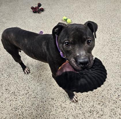 Gouda, a Adoptable Pit Bull Terrier in Philadelphia, PA image 2/4