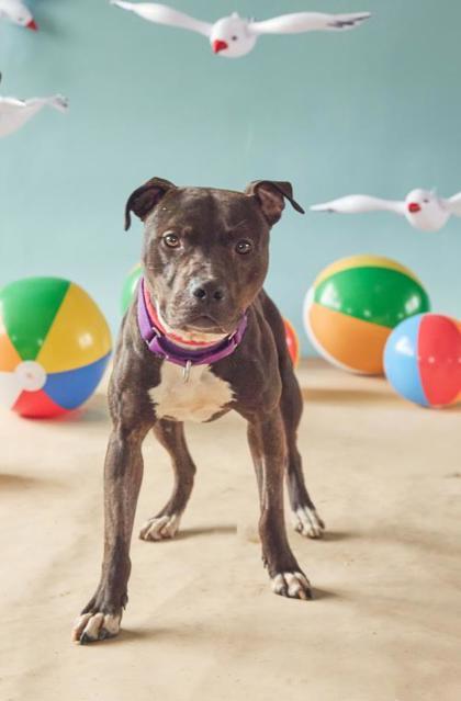 Gouda, a Adoptable Pit Bull Terrier in Philadelphia, PA image 3/4