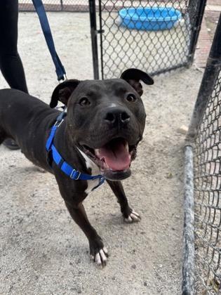 Gouda, Adoptable, Adult Male Pit Bull Terrier.