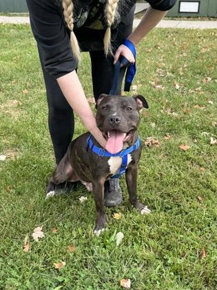 Gouda, a Adoptable Pit Bull Terrier in Philadelphia, PA image 4/4