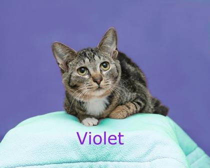 Violet, Adoptable, Adult Female Domestic Short Hair & Domestic Short Hair.