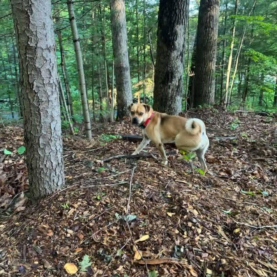 Photo of Delilah
