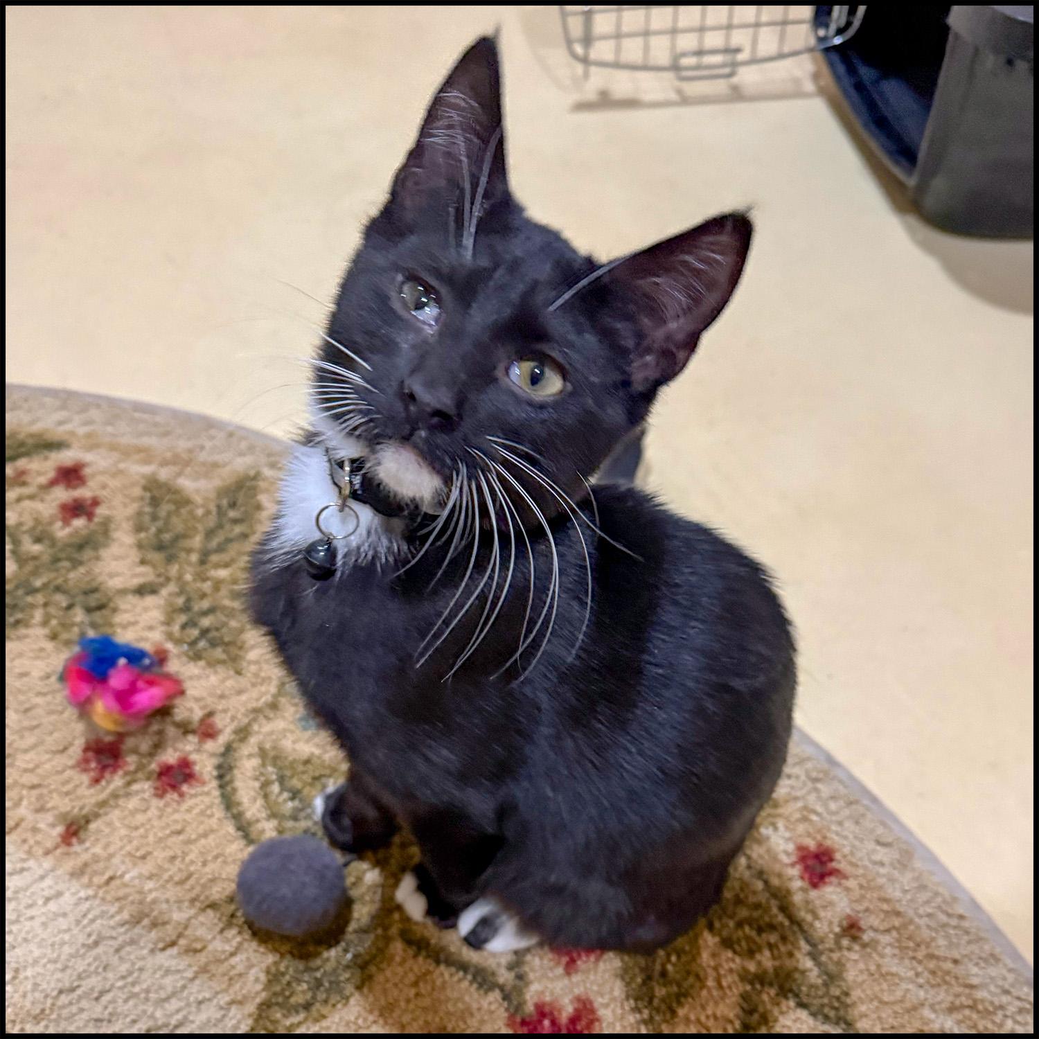 Enlarge Mars, a ADOPTABLE mixed breed in Roswell, GA image 2/2